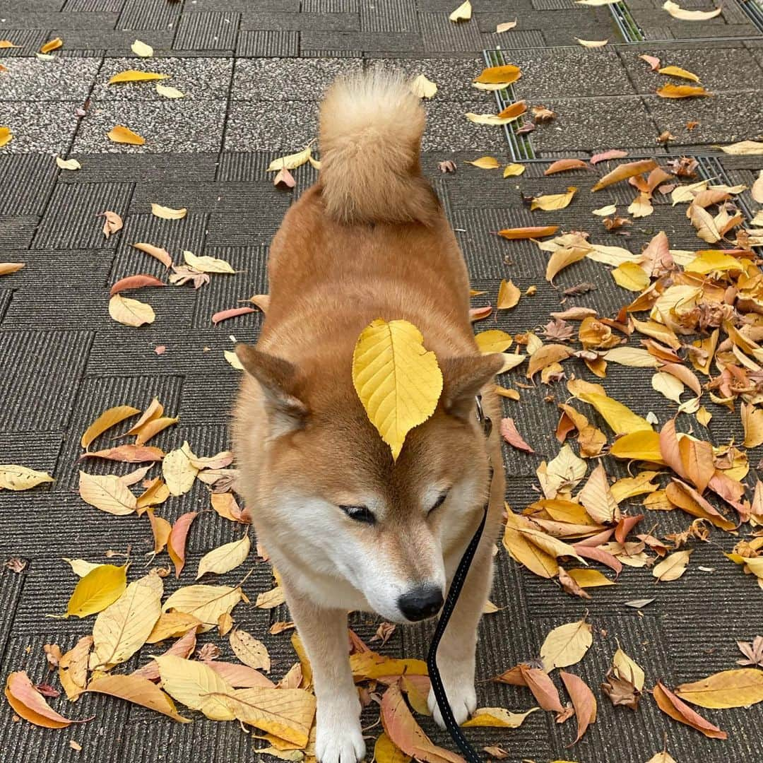 まる（まるたろう）さんのインスタグラム写真 - (まる（まるたろう）Instagram)「Good morning!✨🐶🍂✨またパパが落ち葉乗せてきたよ🙄 #ほんま好っきゃな #でも #こういうのは気にしたら負け #調子乗るから #もうすぐ落ち葉なくなるから #そしたら落ち着くでしょう」11月28日 9時52分 - marutaro