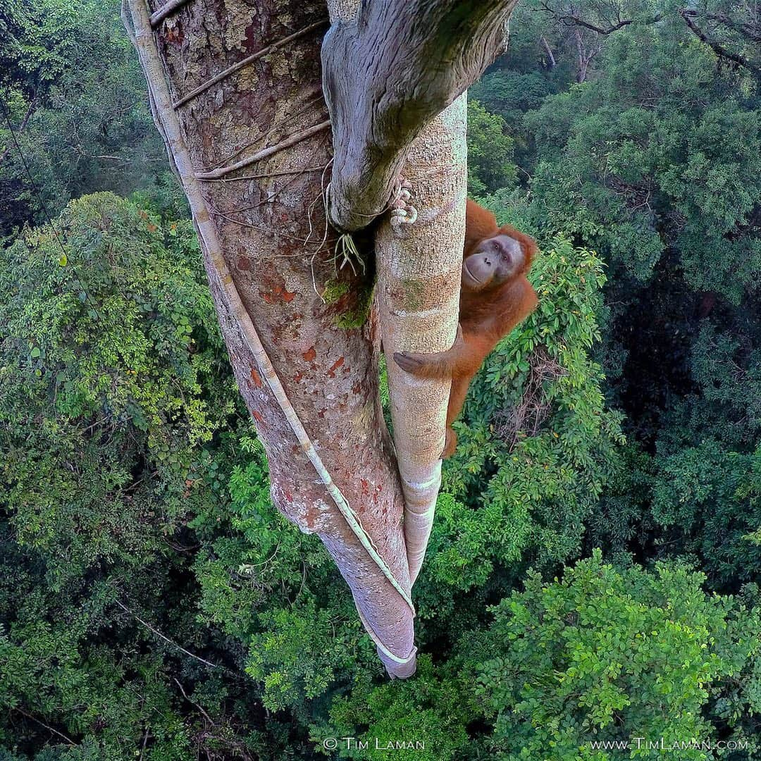 Tim Lamanさんのインスタグラム写真 - (Tim LamanInstagram)「Need a gift idea for an Orangutan lover, or any fan of wildlife?  Want to make a #GivingTuesday contribution to orangutan conservation at the same time?  Well I have your solution.  Purchase one of my orangutan prints, and I’m donating 100% of profits to the group @SaveWildOrangutans to help protect rainforest habitat in Borneo.  You get a print on sale and they get much needed $$ during this challenging year to keep their conservation programs going.  Visit my orangutan gallery at link in bio to see the whole selection, which includes my favorite orangutan image that you see here called “Entwined Lives”. Just visit my print store at link in bio.  - If you are curious how I made this image, I explained it in an IGTV video posted on my feed @TimLaman a couple days ago.  It was the culmination of many attempts to capture such a unique perspective on an orangutan, and it’s very special to me because it grabs peoples attention, and it shows the orangutan in the midst of its rainforest home.  The forest, of course, is what we so desparately need to protect if wild orangutans (and all the other biodiversity there) are to have a long term future. - Another way you can help Save Wild Orangutans is to join our online community at our link in bio @savewildorangutans. For as little as a $5/month contribution, you will receive monthly updates and fresh content from the field and help support the fieldwork in Borneo. - #GunungPalungNationalPark #orangutans #borneo #Indonesia #rainforest #nature #wildlife #GivingTuesday #savewildorangutans」11月28日 9時54分 - timlaman