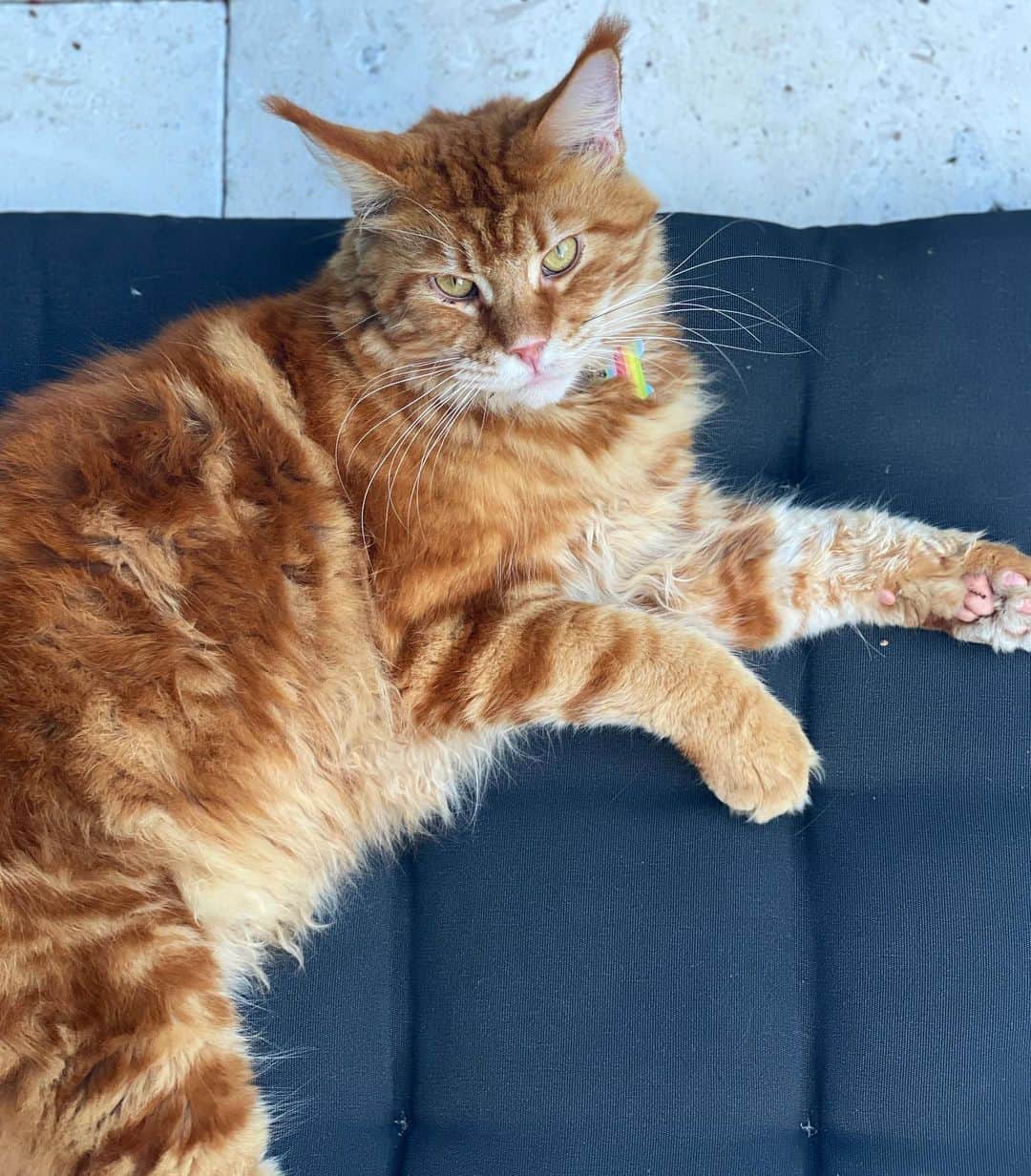 カロライナディークマンのインスタグラム：「as atualizações de gatão foram redefinidas com sucesso... 💛」