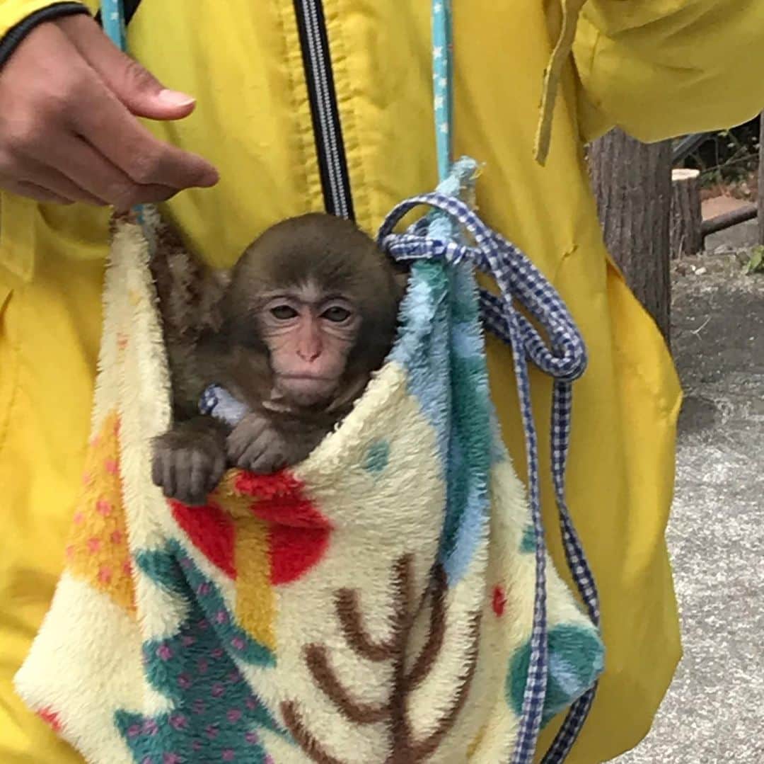 濱田将充のインスタグラム：「先日休みのみんなで高尾山🍁 団子やお猿さんやら寄り道しながら山頂まで。 行き当たりばったりすぎて時間配分がめちゃくちゃになる感じが、とても良い紅葉散策になりました。 紅葉の写真まったく撮ってなかった。 次はもっと早起きして、またいい季節に。」
