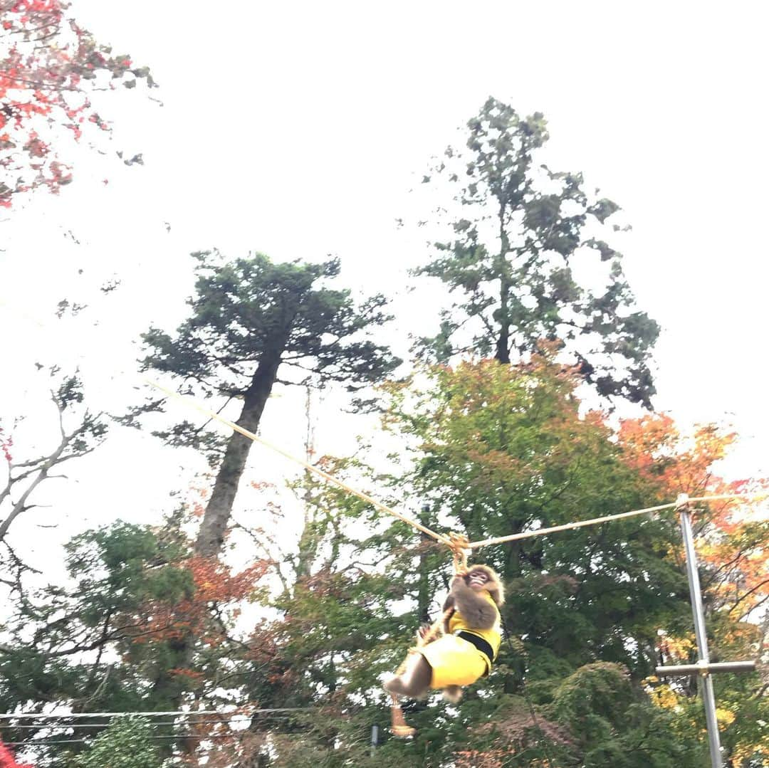 濱田将充さんのインスタグラム写真 - (濱田将充Instagram)「先日休みのみんなで高尾山🍁 団子やお猿さんやら寄り道しながら山頂まで。 行き当たりばったりすぎて時間配分がめちゃくちゃになる感じが、とても良い紅葉散策になりました。 紅葉の写真まったく撮ってなかった。 次はもっと早起きして、またいい季節に。」11月28日 15時47分 - masamichihamada