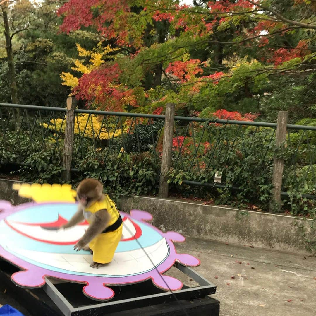 濱田将充さんのインスタグラム写真 - (濱田将充Instagram)「先日休みのみんなで高尾山🍁 団子やお猿さんやら寄り道しながら山頂まで。 行き当たりばったりすぎて時間配分がめちゃくちゃになる感じが、とても良い紅葉散策になりました。 紅葉の写真まったく撮ってなかった。 次はもっと早起きして、またいい季節に。」11月28日 15時47分 - masamichihamada