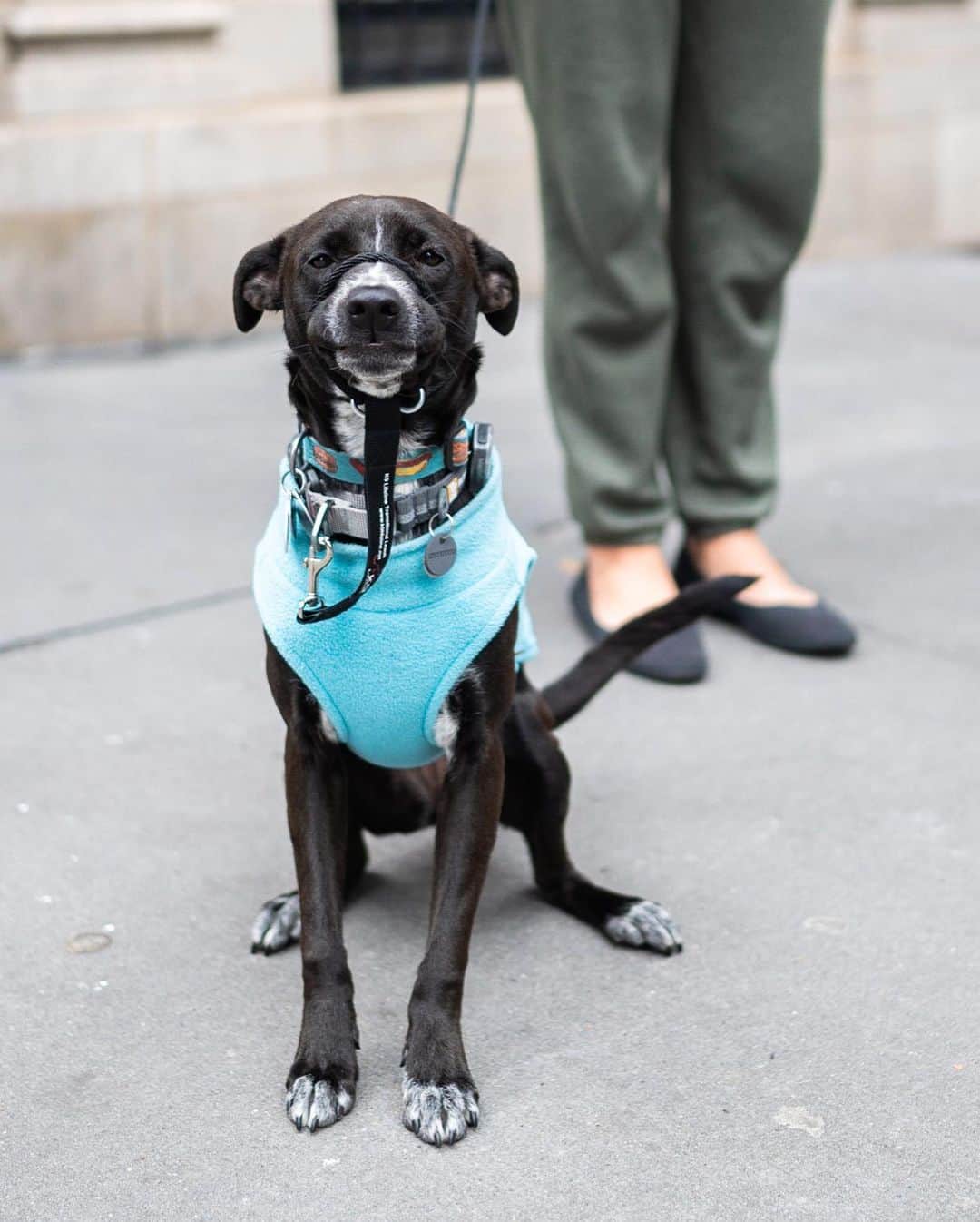 The Dogistさんのインスタグラム写真 - (The DogistInstagram)「Frisbie, Chihuahua/Labrador “Sato” mix (1 y/o), 10th & 5th Ave., New York, NY • “She loves to look out the window and bark at birds.” @letsplayfrisbie, a rescue via @thesatoproject」11月28日 10時49分 - thedogist