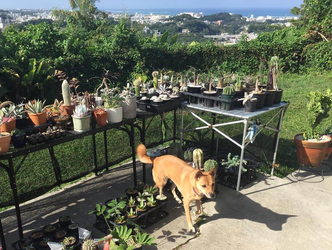 田辺あゆみさんのインスタグラム写真 - (田辺あゆみInstagram)「🐕 まだまだ暑さも残る沖縄ですが、朝晩は少しだけひんやりとするようになり、アグも植物たちも過ごしやすそう。 とても気持ちがいい季節。 #agnesmix」11月28日 10時56分 - _ayumitanabe_