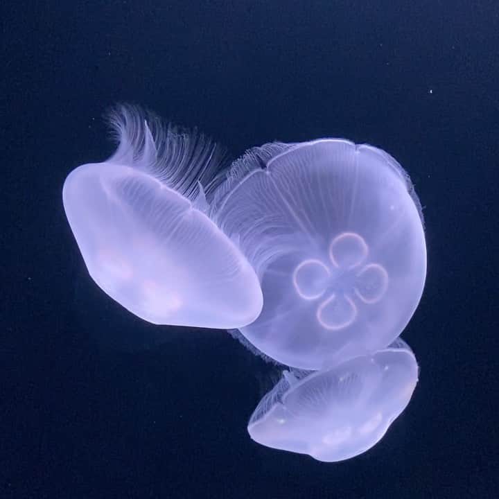 相馬絵美のインスタグラム：「【明日明後日の星回り💫】  夢やイマジネーションやふわふわした世界の海王星は、私の中で海を漂う海月のイメージ。  明日11月29日は6月末から逆行していた海王星が順行に。 広げていく海王星のパワーが逆行していたこの期間と同時期にウイルスの広がりもある程度抑えられていた感覚。  また順行して広がるかもなわけですが、山羊座に冥王・木・土星がいた以前のような重苦しさとはまた違う雰囲気になるのかな。  新しい水瓶座時代にはウイルスと共存してインターネットを活用して皆んなが活躍する時代と言われているもんね！  次の日11月30日は双子座満月＆半影月食🌝  月食だから、今世の課題を表すドラゴンヘッドも双子座にあるので、ソウルメイトのご縁だったりコミュニケーションがあるかもな感じ。 またはするべきな期間。 本音を言葉にして伝えるの超大事。  まだ蠍座にいる金星と水星もディープな縁の繋がりを表しているし、これまたコミュニケーションに触れてますね。  金星と天王星がオポジションなので恋愛系でショックなこと(一目惚れとか？)もあるかも。  #星と遊ぶ #天空図 #星読み #海王星順行 #ウイルス #双子座満月 #半影月食  #水瓶座時代へ  #カウントダウン #海月」