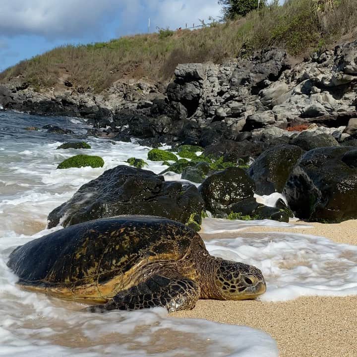 コナー・ドワイヤーのインスタグラム：「Hawaii 🐢 🏝」
