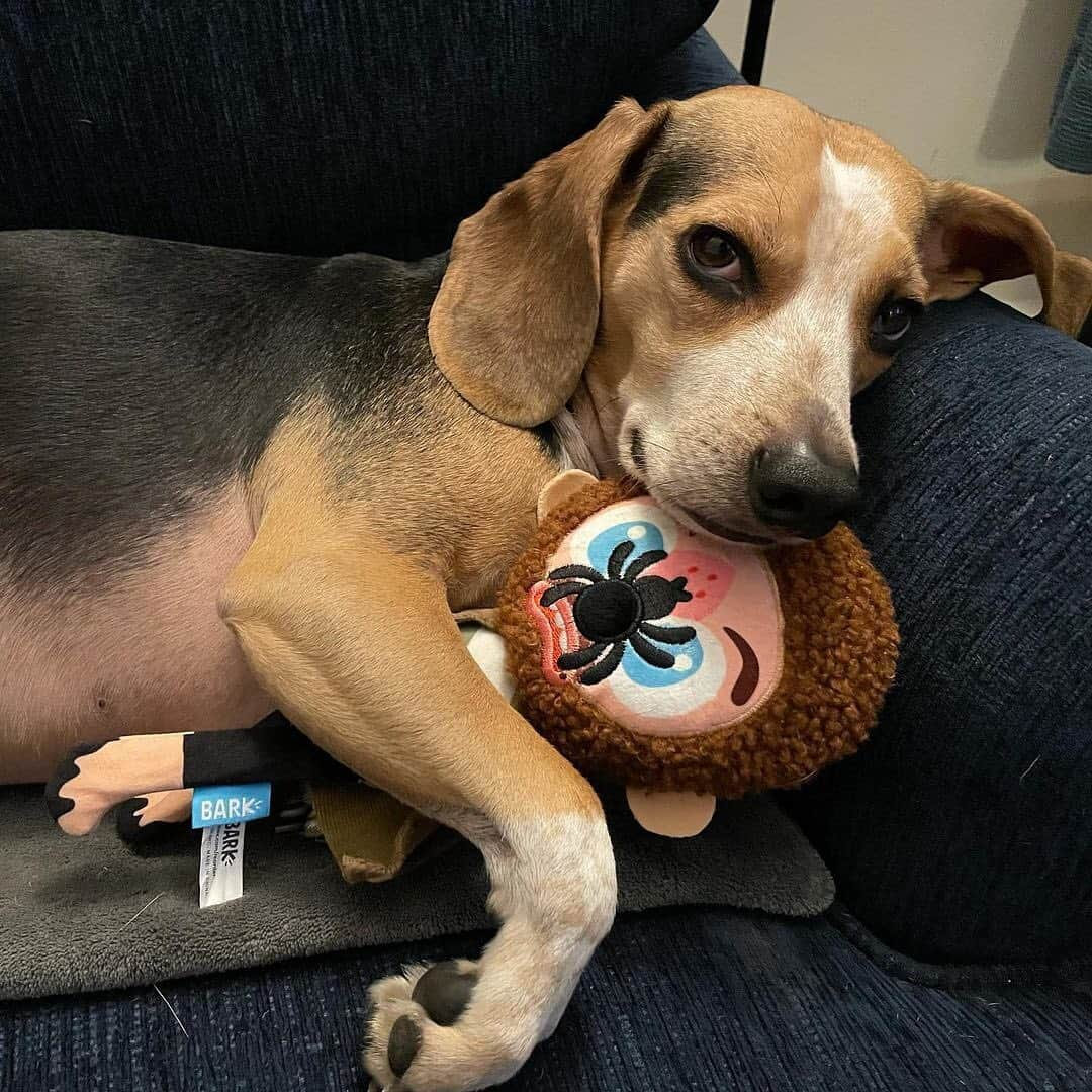 BarkBoxさんのインスタグラム写真 - (BarkBoxInstagram)「🗣️"KEVIIIIIIIIIN!"⁠⠀ Hopefully these pups aren't needing to thwart any real Wet Bandits this holiday season! Happy 30th anniversary, Home Alone!⁠⠀ ft. @cashewthegolden_⁠⠀ @cbrdesignerr⁠⠀ @thebeaglebandit⁠⠀ @nikoandbonnie⁠⠀ @riggsthelabradood⁠⠀ @teeny.weenie.tucker」11月28日 11時28分 - barkbox