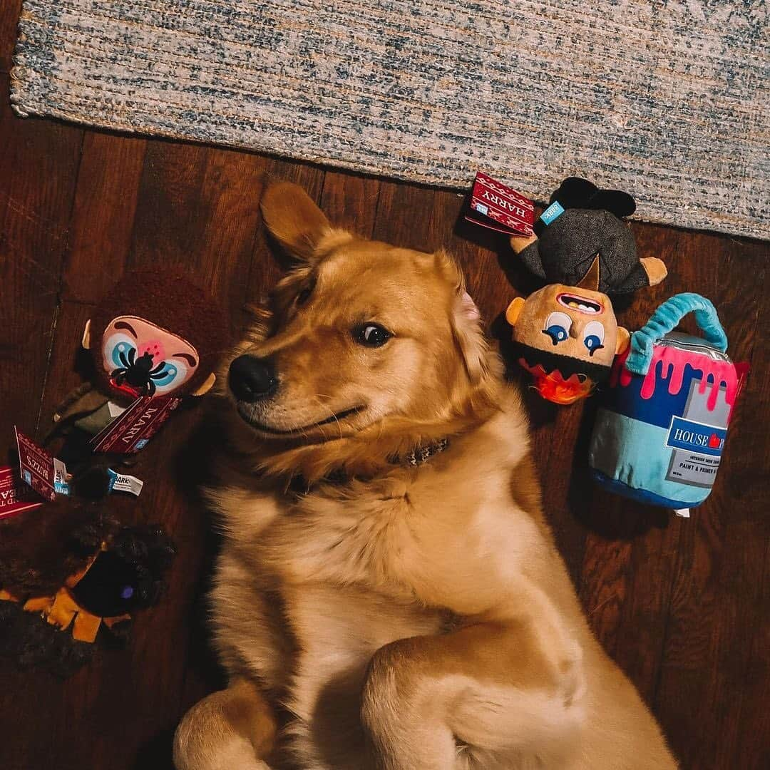 BarkBoxさんのインスタグラム写真 - (BarkBoxInstagram)「🗣️"KEVIIIIIIIIIN!"⁠⠀ Hopefully these pups aren't needing to thwart any real Wet Bandits this holiday season! Happy 30th anniversary, Home Alone!⁠⠀ ft. @cashewthegolden_⁠⠀ @cbrdesignerr⁠⠀ @thebeaglebandit⁠⠀ @nikoandbonnie⁠⠀ @riggsthelabradood⁠⠀ @teeny.weenie.tucker」11月28日 11時28分 - barkbox