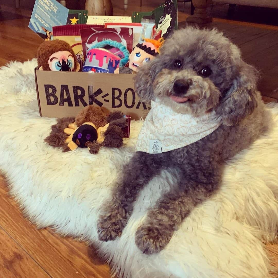 BarkBoxさんのインスタグラム写真 - (BarkBoxInstagram)「🗣️"KEVIIIIIIIIIN!"⁠⠀ Hopefully these pups aren't needing to thwart any real Wet Bandits this holiday season! Happy 30th anniversary, Home Alone!⁠⠀ ft. @cashewthegolden_⁠⠀ @cbrdesignerr⁠⠀ @thebeaglebandit⁠⠀ @nikoandbonnie⁠⠀ @riggsthelabradood⁠⠀ @teeny.weenie.tucker」11月28日 11時28分 - barkbox