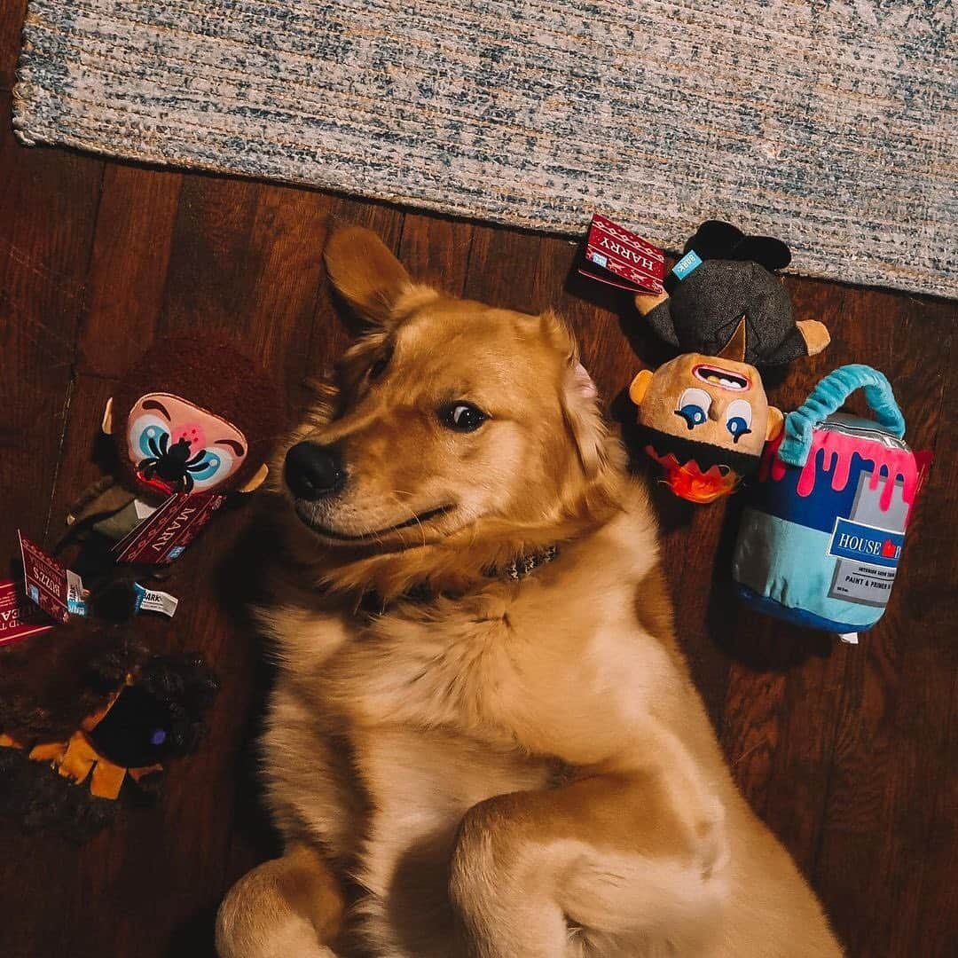 BarkBoxのインスタグラム：「🗣️"KEVIIIIIIIIIN!"⁠⠀ Hopefully these pups aren't needing to thwart any real Wet Bandits this holiday season! Happy 30th anniversary, Home Alone!⁠⠀ ft. @cashewthegolden_⁠⠀ @cbrdesignerr⁠⠀ @thebeaglebandit⁠⠀ @nikoandbonnie⁠⠀ @riggsthelabradood⁠⠀ @teeny.weenie.tucker」