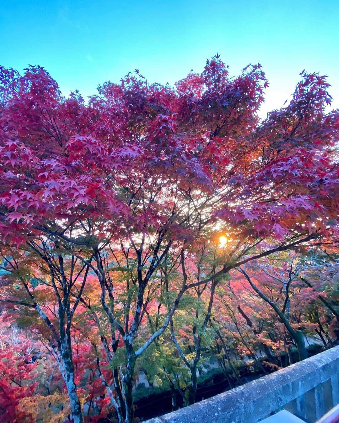 あんなさんのインスタグラム写真 - (あんなInstagram)「少し前の紅葉の京都で舞妓さん体験👘🍁 “maiko” experience in autumn Kyoto a little while ago, highly recommended! such an interesting experience🥰」11月28日 11時25分 - annaayaofficial