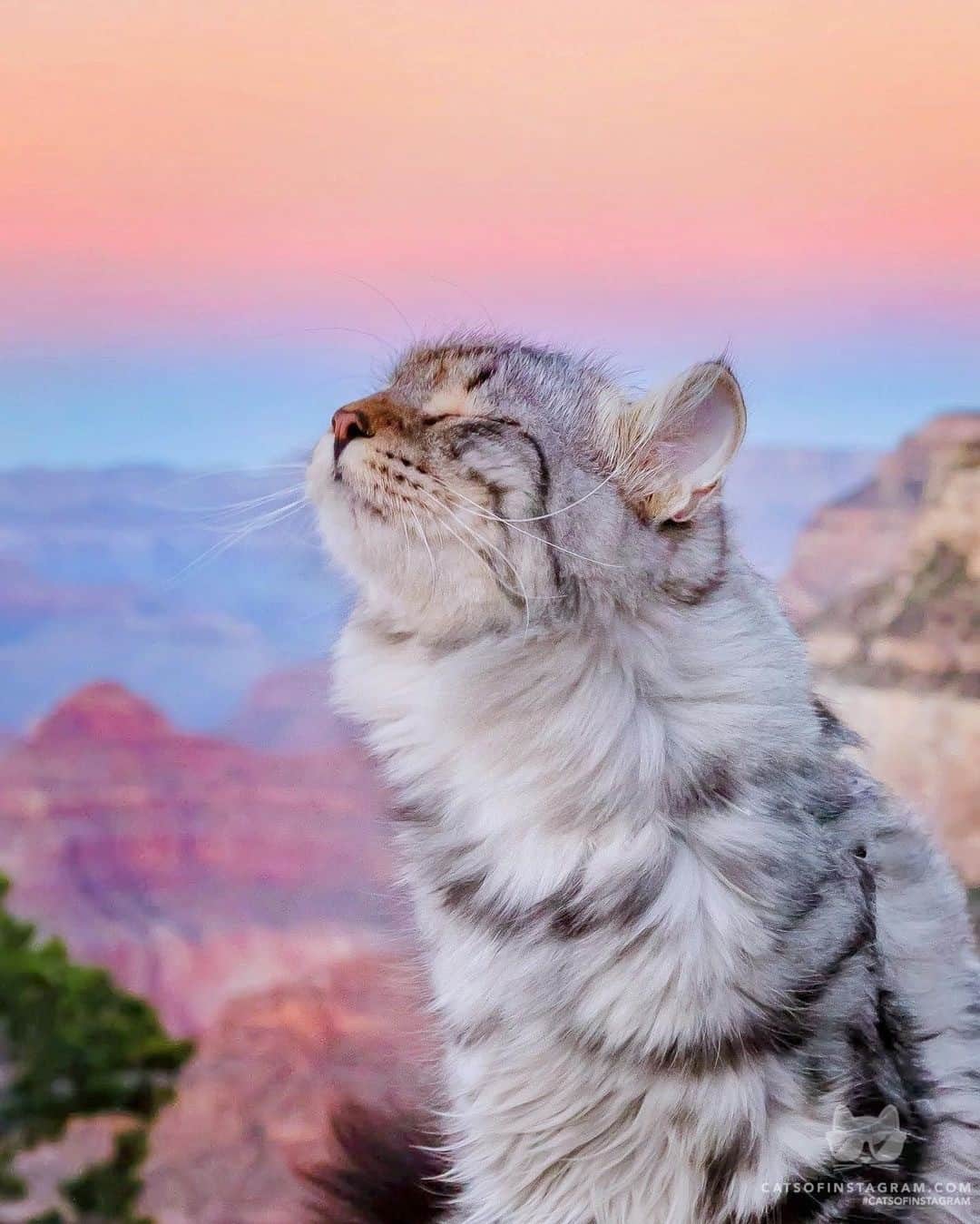 Cats of Instagramさんのインスタグラム写真 - (Cats of InstagramInstagram)「From @sterlingsilvercat: “Mmm... cotton candy? 🤤 🍬 🌅⁣ Grand Canyon’s sunsets are so magical! Have you ever been to any national parks? ✨🧡” #catsofinstagram」11月28日 11時40分 - cats_of_instagram