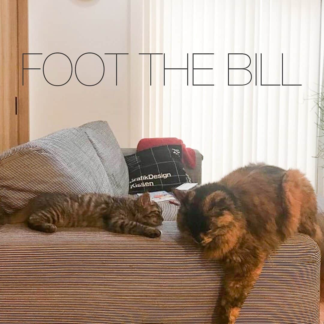 アメリカ大使館さんのインスタグラム写真 - (アメリカ大使館Instagram)「“foot (足)”に“bill(勘定)”... まさか支払いを踏み倒す⁉️と思った方いるでしょうか？ “foot the bill”とは、「(誰かのために)勘定をする」という意味になるんです！ 友達や後輩とどこかのお店に入って、「ここは私が支払うよ」なんていう時に使います。 “I will foot the bill tonight.” 「今夜は私が支払っておくね。」 ちょっとスマートに使ったらちょっとかっこいいかも✨ . #usa #america #studyabroad #livibginamerica #idioms #phrases #footthebill #kittycat #cats #paythebill #アメリカ #アメリカ生活 #留学 #イディオム #フレーズ #英会話 #御馳走するよ #猫 #友達 #同僚 #後輩 #先輩 #勘定 #お支払いは」11月28日 11時50分 - usembassytokyo