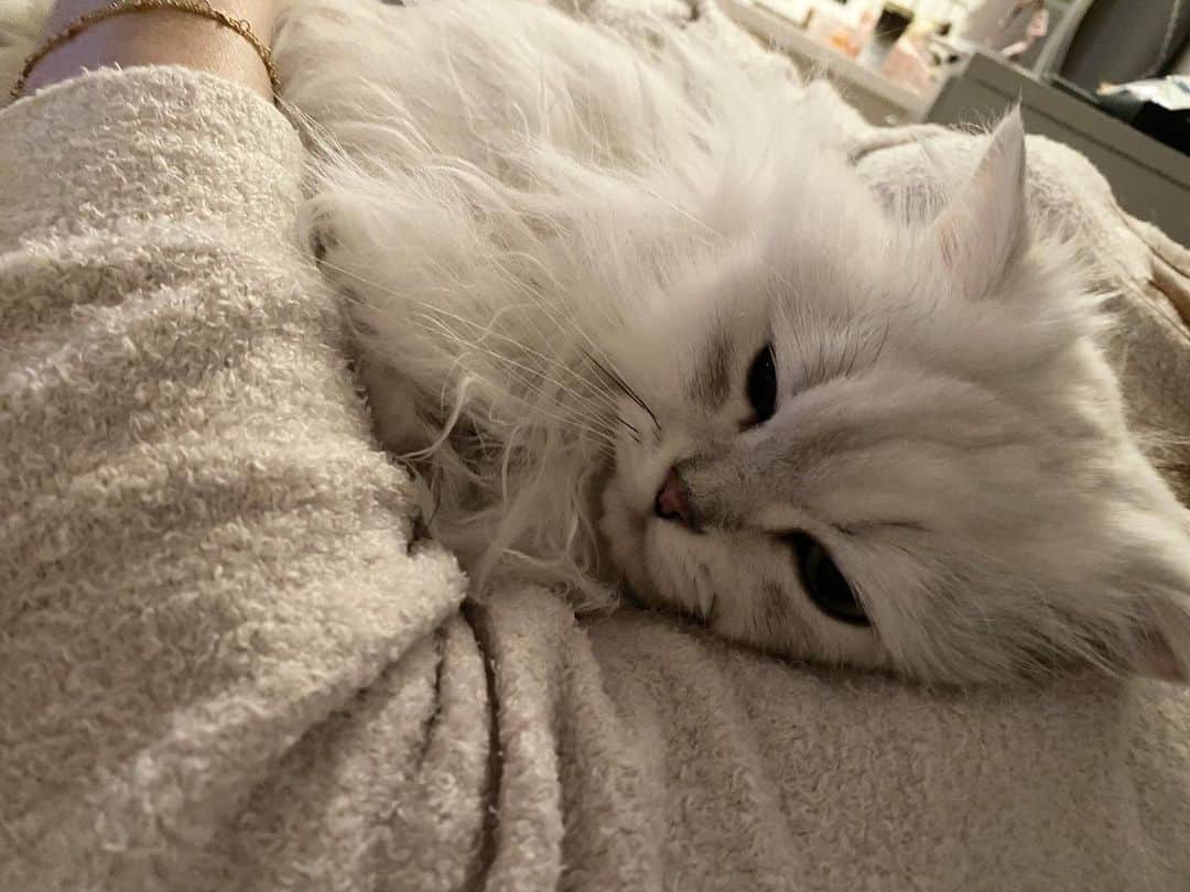 のインスタグラム：「언니 팔베개 쪼아 ❤️  #후추  #고양이  #냥스타그램 #캣스타그램  #Hoochu #Hoochuthecat #cat #cats #catstagram #catsofinstagram #topcatphoto #bestmeow #ilovecat #cute #fluffy #petstagram #instacats」