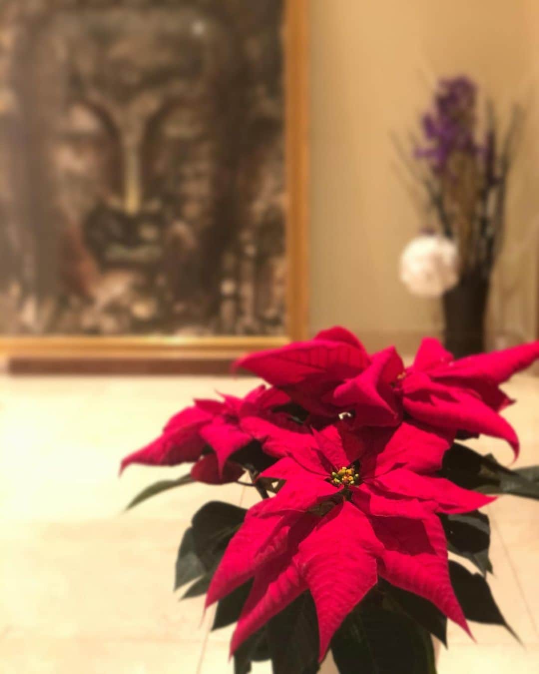 山口もえのインスタグラム：「ポインセチア🎄✨ 玄関に飾ったらいっきに クリスマスらしくなりました💓  ポインセチアを長く楽しむコツは 寒さに弱いので日当たりの良い室内で 気温10℃以下にならぬよう 水を与えすぎぬよう 乾かし気味に管理する！！ だそうです😊 なにせわたくし・・・ 初ポインセチア🎄✨だもの ドキドキ💓笑  #ポインセチア #深町貴子 さんからの贈り物🎁 #クリスマス までは #枯らさぬように #がんばってみる！！#笑」