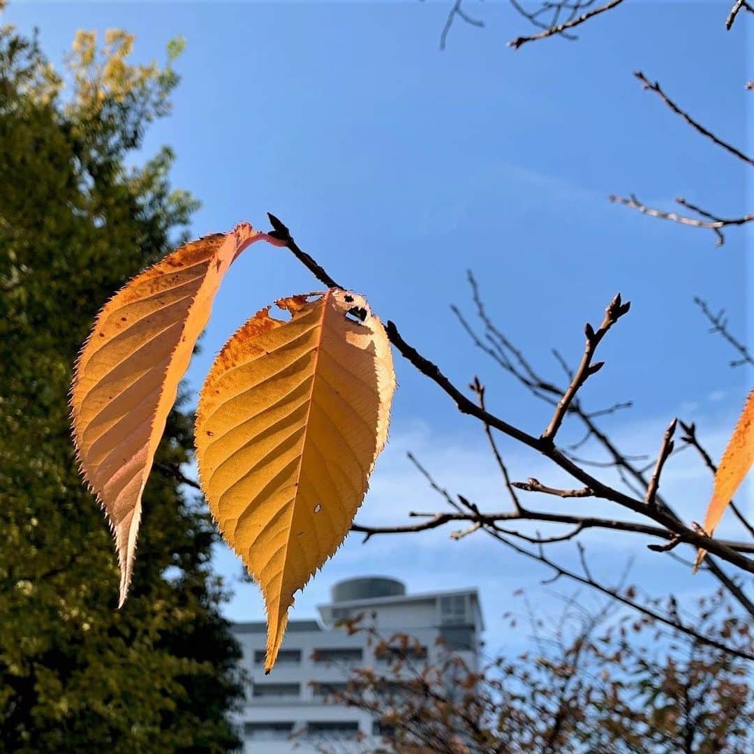 Miraikan, 日本科学未来館さんのインスタグラム写真 - (Miraikan, 日本科学未来館Instagram)「#お台場 の秋も深まってきました。晴れの日は空気が澄んで、本当に気持ちがいいです。  #紅葉 #晩秋 #日本科学未来館 #未来館 #Miraikan」11月28日 12時10分 - miraikan