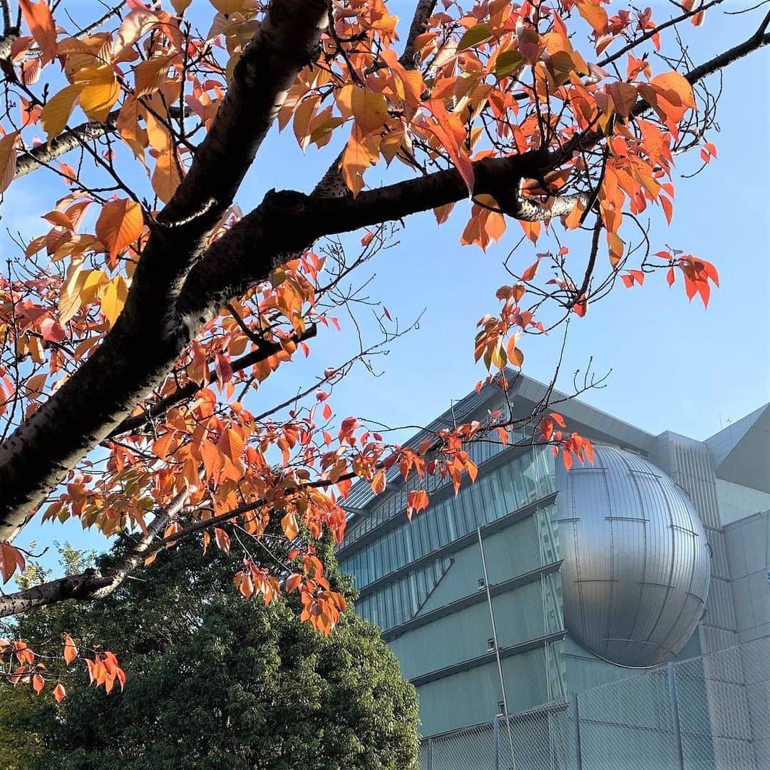 Miraikan, 日本科学未来館さんのインスタグラム写真 - (Miraikan, 日本科学未来館Instagram)「#お台場 の秋も深まってきました。晴れの日は空気が澄んで、本当に気持ちがいいです。  #紅葉 #晩秋 #日本科学未来館 #未来館 #Miraikan」11月28日 12時10分 - miraikan