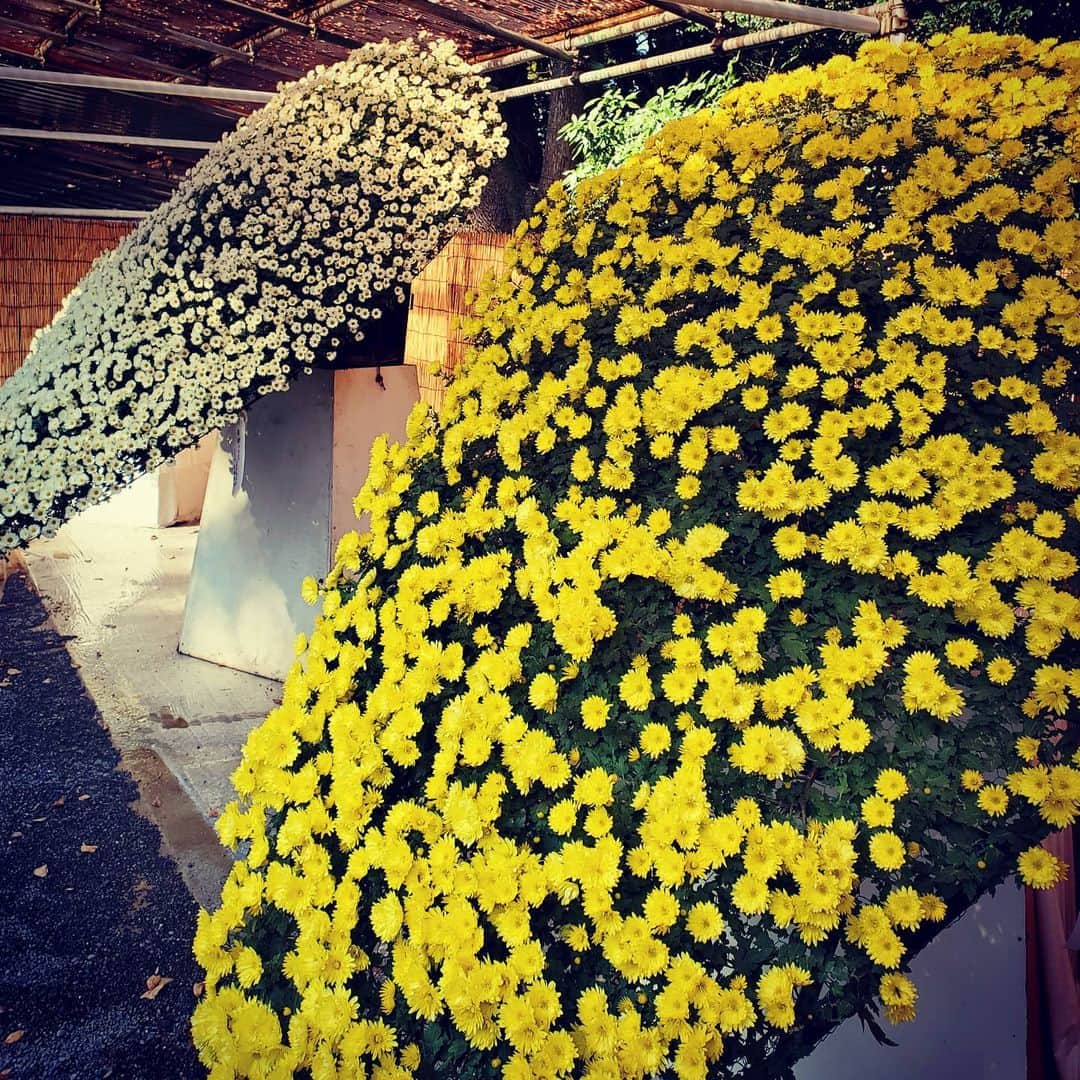 市川笑野のインスタグラム：「菊の宴 #菊 #菊花展 #明治神宮 #tokyo #japan」