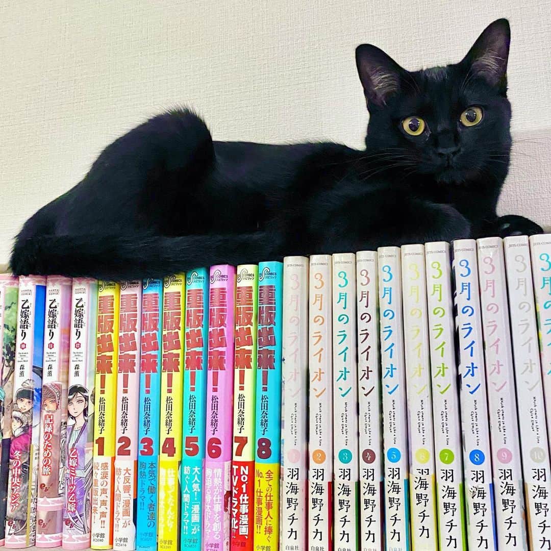 相沢あいのインスタグラム：「最近は本棚の上によくいる、身軽なぽんちゃ。 _  #ぺーぽん #cat #kitten #catstagram #catsofinstagram #catsagram #子猫 #保護猫 #保護ねこ #仔猫 #ねこ #cat_of_instagram #cat_of_world #catlife #catlover #catlovers #fluffy #fluffycat #にゃんすたぐらむ #ねこすたぐらむ #仔猫 #blackcat #黒猫 #黒猫の可愛さ伝え隊 #黒猫部」