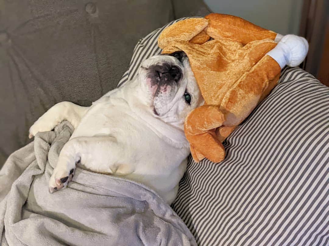 Manny The Frenchieのインスタグラム：「Who else has been in a turkey coma all day?! 🥱」