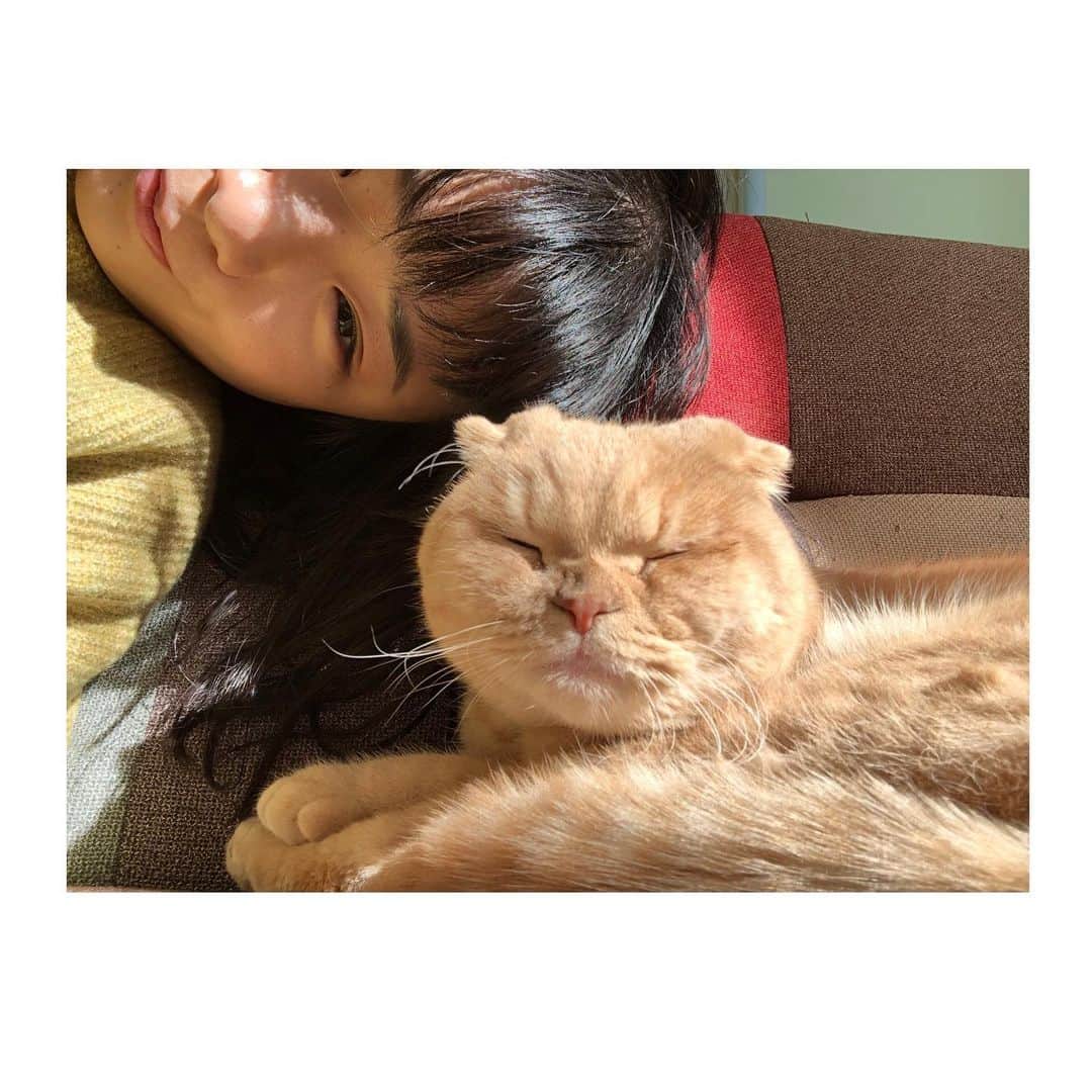 相馬有紀実のインスタグラム：「２日連続怖い夢見た👻  もへい、いい夢みろよ！  #すこてぃっしゅふぉーるど  #猫 #スコ  #cat  #actress  #dream」