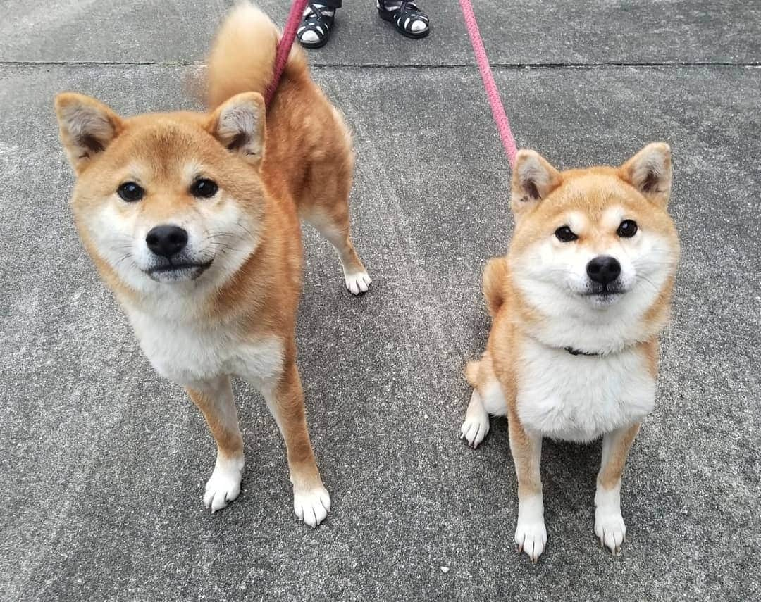 柴犬たま Shibainu Tamaさんのインスタグラム写真 - (柴犬たま Shibainu TamaInstagram)「この前の番外編💡  最小ミケママと最大コイちゃんを比較😁👍 なかなかピタッと止まってくれなくて(主にコイが)サイズ感が実物とちょっと違うけど、こんなに違う‼💥コイちゃんがパパみたい😂😂 ﻿﻿﻿﻿﻿﻿﻿﻿ Caption trans🇬🇧﻿﻿﻿﻿﻿﻿﻿﻿ Extra from last time💡 The smallest Meekeh and the largest Koi were compared😁👍 They don't stand still very well (mainly Koi) and the size is a little different from the real thing, but they are so different in size‼💥Koi looks like Meekeh's dad😂😂 ﻿﻿﻿﻿﻿﻿﻿﻿ #たま家族 #柴犬ミケ #ミケママ #柴犬コイ #母と息子 #大きさ比較 #逆転現象 #永遠のキッズ #ふわもこ #かなりひし形 #カモメ眉毛 #カモメ眉 #柴犬 #shiba #shibainu #shibastagram #犬 #dog #多頭飼い」11月28日 13時08分 - tama7653