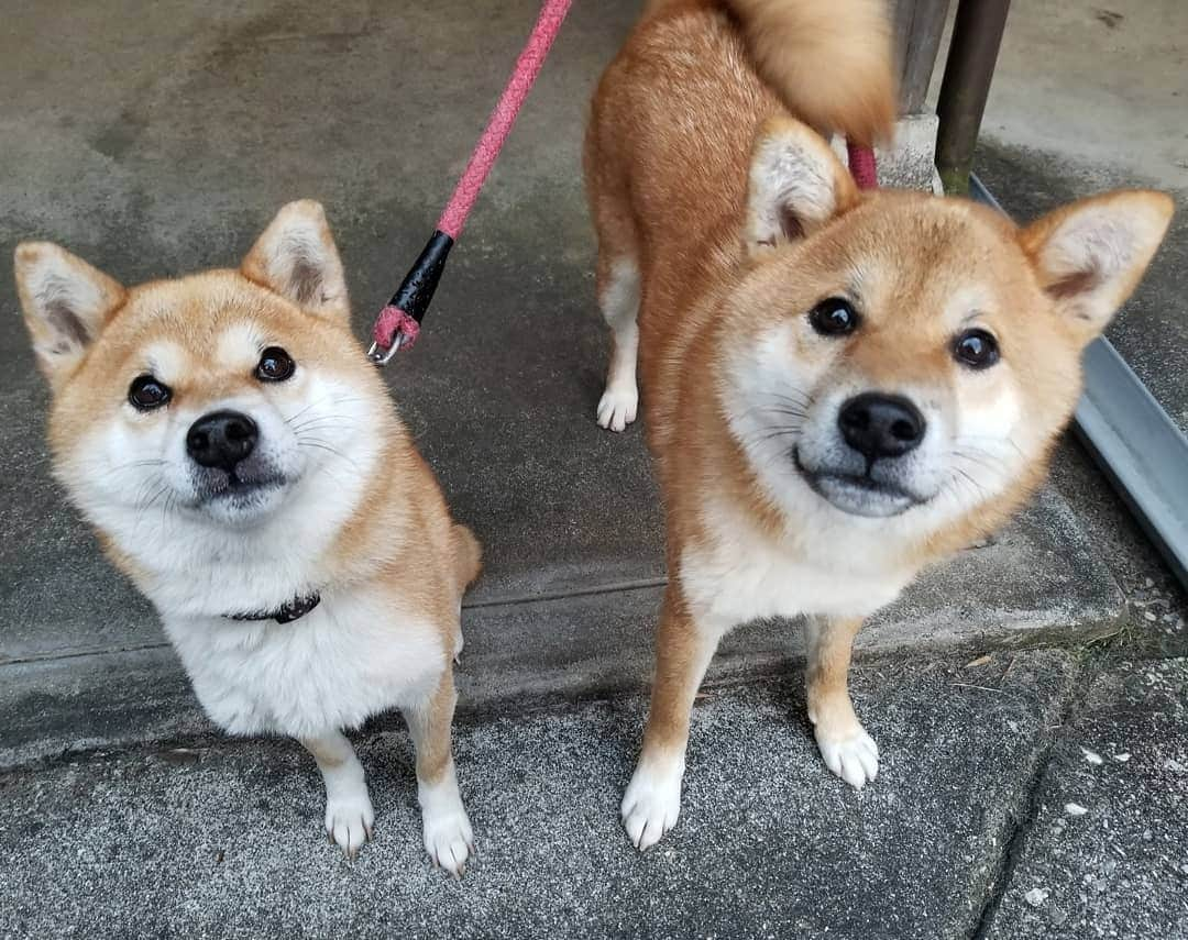 柴犬たま Shibainu Tamaさんのインスタグラム写真 - (柴犬たま Shibainu TamaInstagram)「この前の番外編💡  最小ミケママと最大コイちゃんを比較😁👍 なかなかピタッと止まってくれなくて(主にコイが)サイズ感が実物とちょっと違うけど、こんなに違う‼💥コイちゃんがパパみたい😂😂 ﻿﻿﻿﻿﻿﻿﻿﻿ Caption trans🇬🇧﻿﻿﻿﻿﻿﻿﻿﻿ Extra from last time💡 The smallest Meekeh and the largest Koi were compared😁👍 They don't stand still very well (mainly Koi) and the size is a little different from the real thing, but they are so different in size‼💥Koi looks like Meekeh's dad😂😂 ﻿﻿﻿﻿﻿﻿﻿﻿ #たま家族 #柴犬ミケ #ミケママ #柴犬コイ #母と息子 #大きさ比較 #逆転現象 #永遠のキッズ #ふわもこ #かなりひし形 #カモメ眉毛 #カモメ眉 #柴犬 #shiba #shibainu #shibastagram #犬 #dog #多頭飼い」11月28日 13時08分 - tama7653