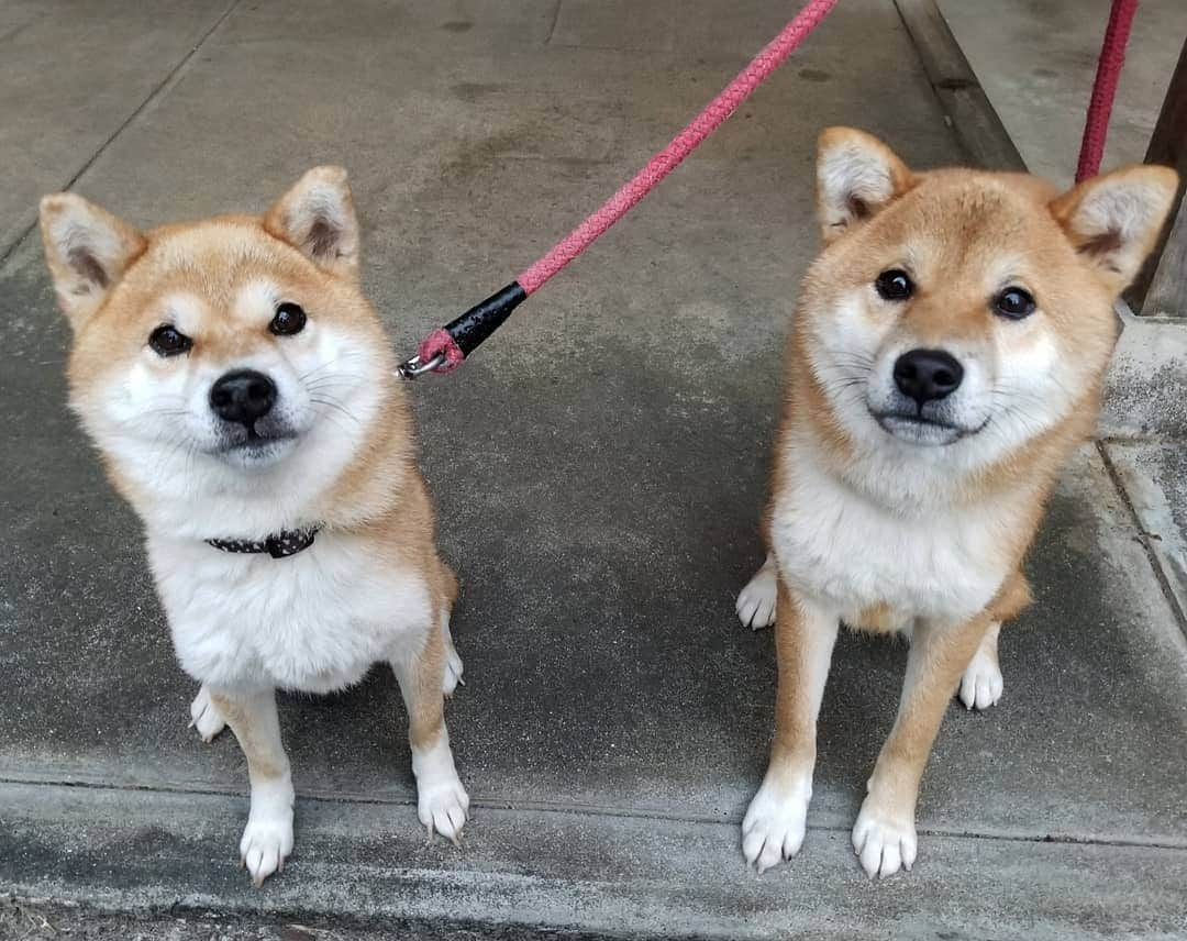 柴犬たま Shibainu Tamaさんのインスタグラム写真 - (柴犬たま Shibainu TamaInstagram)「この前の番外編💡  最小ミケママと最大コイちゃんを比較😁👍 なかなかピタッと止まってくれなくて(主にコイが)サイズ感が実物とちょっと違うけど、こんなに違う‼💥コイちゃんがパパみたい😂😂 ﻿﻿﻿﻿﻿﻿﻿﻿ Caption trans🇬🇧﻿﻿﻿﻿﻿﻿﻿﻿ Extra from last time💡 The smallest Meekeh and the largest Koi were compared😁👍 They don't stand still very well (mainly Koi) and the size is a little different from the real thing, but they are so different in size‼💥Koi looks like Meekeh's dad😂😂 ﻿﻿﻿﻿﻿﻿﻿﻿ #たま家族 #柴犬ミケ #ミケママ #柴犬コイ #母と息子 #大きさ比較 #逆転現象 #永遠のキッズ #ふわもこ #かなりひし形 #カモメ眉毛 #カモメ眉 #柴犬 #shiba #shibainu #shibastagram #犬 #dog #多頭飼い」11月28日 13時08分 - tama7653