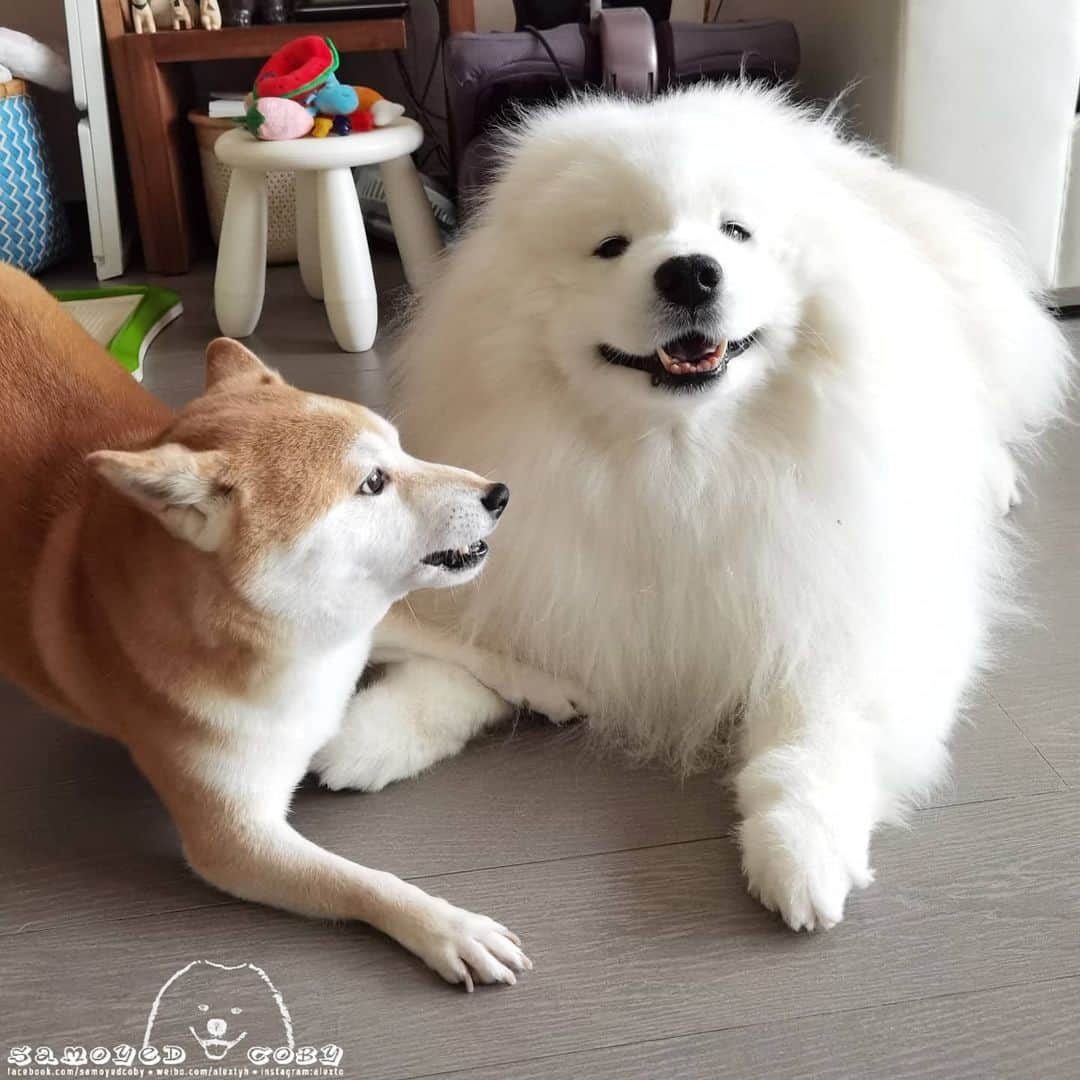 Alex Toのインスタグラム：「😁😁😁 #cute #dog #doglover #dogsofinstagram #dogoftheday #dogofthedayjp #dogstagram #fluffy #hkig #hongkong #ilovemydog #instadog #instagood #instamood #instagraphy #shibainu #samoyedoninstagram #pet #petlovers #petsofinstagram #petstagram #photooftheday #puppy #pupsofinstagram #samoyed #samoyedsofinstagram #webstagram #犬 #サモエド」