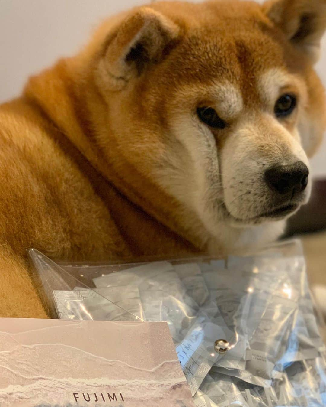 shibainu berryさんのインスタグラム写真 - (shibainu berryInstagram)「飲み続けてるFUJIMI @fujimi_official さんのサプリ✨肌診断から自分に合ったサプリを処方してくれる😉 マスク着用で肌荒れがひどくなってたんやけど落ち着いてきた〜🥲もうマスク嫌⤵︎⤵︎😣 べりやんはいつも毛艶良くて羨ましいわ〜✨✨ #パーソナライズサプリ #FUJIMI #美容 #PR #❤️迷子犬の掲示板四国 @maigo_dog_shikoku #めざせ迷子犬ゼロ👌 #柴犬 #べりやん #べりむく #多頭飼い #徳島 #berry #shiba #shibainu  #shibainumania #shibastagram #instashiba #ぷにっと部 #口角キュキュッと部  #チーム俺様 →部員絶賛募集中 #shiba_snap #proudshibas #サンデイ #instagramjapan #ふわもこ部 #pecoいぬ部 #pecotv #buzzfeedanimals #dogsofinstagram #9gag  @9gag @barked」11月28日 13時17分 - shibainu.berry