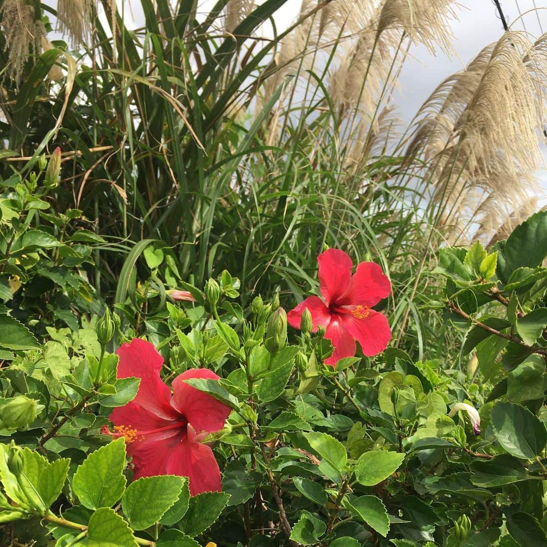 のインスタグラム：「すすきにハイビスカス❗️ 南国ならではでね❓ #宮古島 #ヒロ寺平 #ヒロT #ハイビスカス」