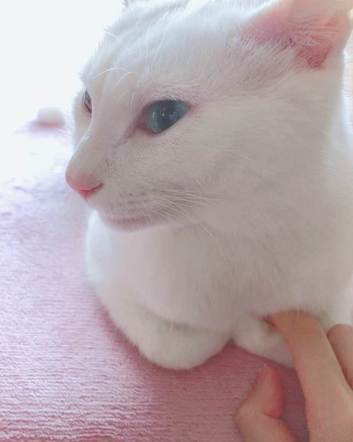 秋田知里のインスタグラム：「天使👼👼👼 #みかんとふう #ねこ #猫 #ネコ #ねこすたぐらむ #白猫 #オッドアイ」