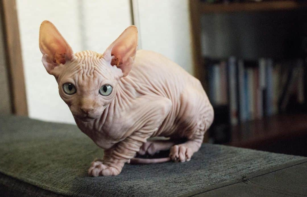 アニマルプラネットさんのインスタグラム写真 - (アニマルプラネットInstagram)「While it may look bald at first glance, the sphynx does in fact have fur! Upon closer inspection, the cat has a short and fine coat, making it feel like suede or velvet upon touch. Get to know the breed a little better on a new episode of #drjeff tonight at 9pm ET! . . . . . #sphynx #sphynxcat #hairlesscat #nakedcat #cat #drjeffrockymountainvet #drjeffyoung #rockymountainvet #cats #domesticatedcat #animalplanet #pictureoftheday #photooftheday」11月29日 0時55分 - animalplanet