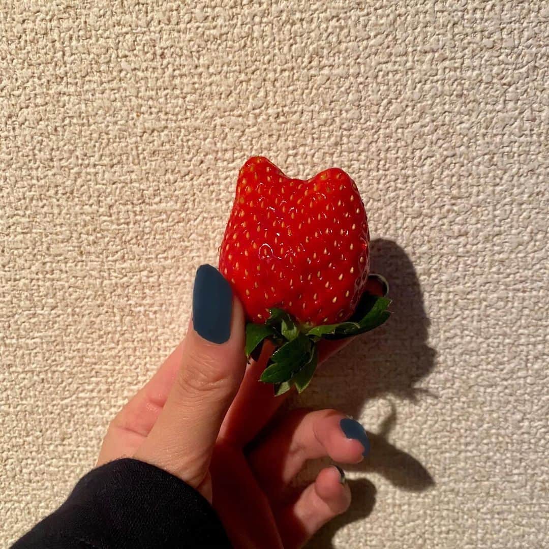 中澤瞳さんのインスタグラム写真 - (中澤瞳Instagram)「🍓🐱」11月28日 23時37分 - hitomi.nakazawa
