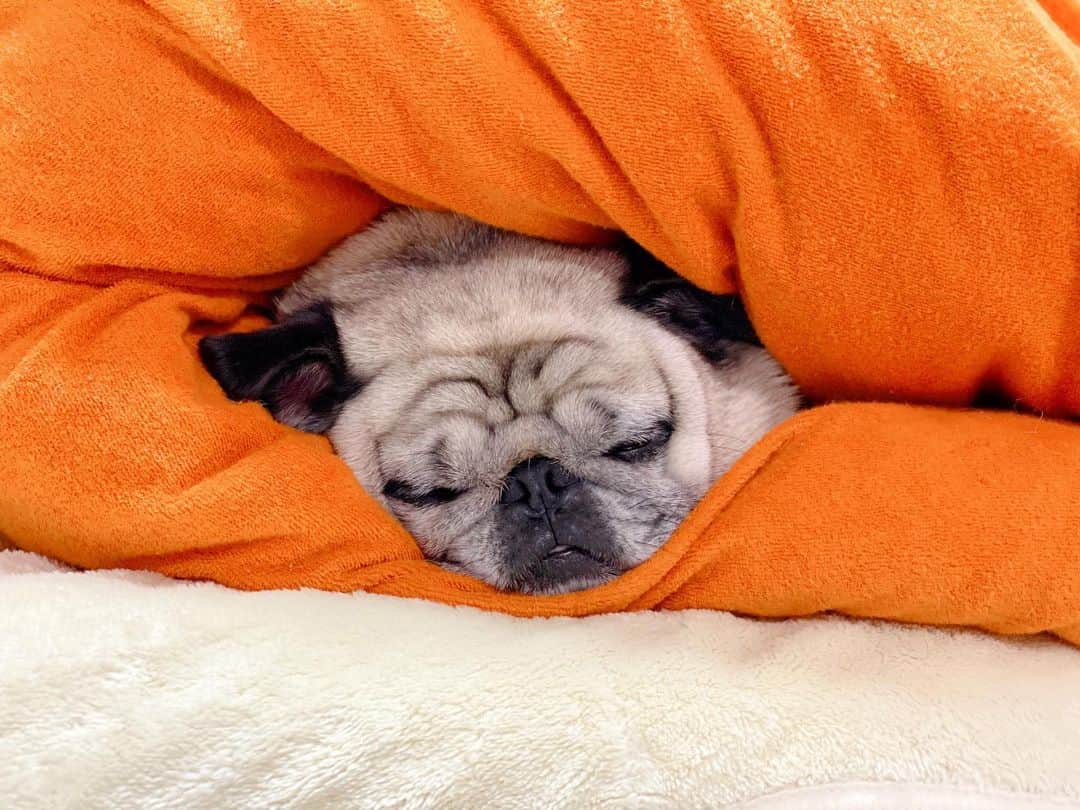 T&P Brothersさんのインスタグラム写真 - (T&P BrothersInstagram)「羽毛布団に包まれて眠りにつきました😴 おやすみなさい⭐️  #pug #pugstagram #dog #パグ #pom #ポム #柴パグ #퍼그 #泥料 #巴哥」11月28日 23時51分 - tora_pom_happylife