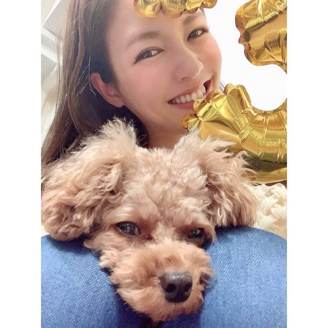 笹丘明里さんのインスタグラム写真 - (笹丘明里Instagram)「. 🎂2020.11.28🎂 愛する息子 ちゃぽが３才になりました🥰🐶💋 . DMでたくさんメッセージをいただき 本当にありがとうございました🥺💌 . 毎日毎日可愛くて愛おしいちゃぽ。 . あぁ、、もう３才かぁ、、早いなあ。 我が家に来てくれたときは700gも 無く、リモコンと同じくらいの 小ささだったよね。懐かしいよ。 (▶︎２枚目からベイビーちゃぽです👶) . そんなに駆け足じゃなく、もっと、 ゆっくり、ゆっっっっっくり、 成長してくれてもいいんだよ。 一分でも一秒でも、元気に楽しく 長生きしてね。愛してるよ☺️♥️ . 文を打ちながら涙が止まらないので、 必死でバルーンと写したい母ちゃん＆ 「もうええって😑」のちゃぽを 最後に置いておきます😌💕w . #愛犬 #ちゃぽ #誕生日 #3歳 #3才 #dogstagram #doglover #doglife #doglovers #dogsofinstagram #toypoodle #tinypoodle #babyboy #birthday #子犬 #タイニープードル #トイプードル #トイプードル男の子 #トイプードル男の子 #愛犬家 #dog #愛犬家と繋がりたい #puppy #baby #토이푸들#댕댕이#개#애견#笹丘明里 #いぬすたぐらむ #ふわもこ部」11月28日 23時55分 - akari_sasaoka