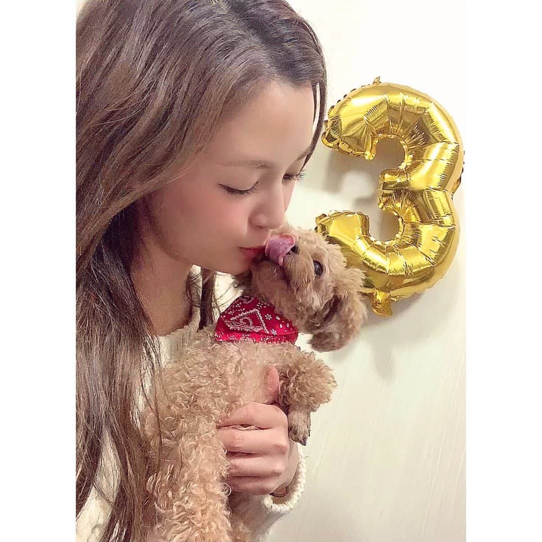 笹丘明里さんのインスタグラム写真 - (笹丘明里Instagram)「. 🎂2020.11.28🎂 愛する息子 ちゃぽが３才になりました🥰🐶💋 . DMでたくさんメッセージをいただき 本当にありがとうございました🥺💌 . 毎日毎日可愛くて愛おしいちゃぽ。 . あぁ、、もう３才かぁ、、早いなあ。 我が家に来てくれたときは700gも 無く、リモコンと同じくらいの 小ささだったよね。懐かしいよ。 (▶︎２枚目からベイビーちゃぽです👶) . そんなに駆け足じゃなく、もっと、 ゆっくり、ゆっっっっっくり、 成長してくれてもいいんだよ。 一分でも一秒でも、元気に楽しく 長生きしてね。愛してるよ☺️♥️ . 文を打ちながら涙が止まらないので、 必死でバルーンと写したい母ちゃん＆ 「もうええって😑」のちゃぽを 最後に置いておきます😌💕w . #愛犬 #ちゃぽ #誕生日 #3歳 #3才 #dogstagram #doglover #doglife #doglovers #dogsofinstagram #toypoodle #tinypoodle #babyboy #birthday #子犬 #タイニープードル #トイプードル #トイプードル男の子 #トイプードル男の子 #愛犬家 #dog #愛犬家と繋がりたい #puppy #baby #토이푸들#댕댕이#개#애견#笹丘明里 #いぬすたぐらむ #ふわもこ部」11月28日 23時55分 - akari_sasaoka