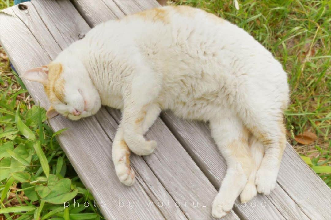 駒田航のインスタグラム：「This is how to relax.  #photo #photographer #animal #cat #canon #canon5dmarkiv #instapic #instaphoto #bench #park」