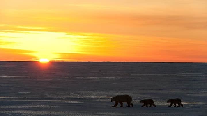 National Geographic Travelさんのインスタグラム写真 - (National Geographic TravelInstagram)「Photo by @daisygilardini / This mother and her one-year-old cubs roam on dry land in northern Manitoba’s Wapusk National Park, waiting for Hudson Bay to freeze over before heading out to hunt seals on the pack ice. Each year in October and November, this area sees some of the largest congregations of polar bears in the world. Mothers with cubs have to be prudent, as a big male would kill the cubs so the female would be able to mate again.  Follow me @DaisyGilardini for more images and stories behind the scenes. #polarbear #canada #manitoba #wapusknationalpark  #sunrise」11月29日 0時37分 - natgeotravel