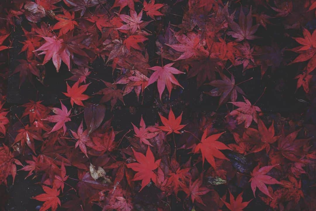 石井寛子のインスタグラム：「湿度をまとった 朱色の紅葉🍁  空間を身体で感じて 被写体として、味わい 家に帰り、再び、愛でる 　 乾燥した季節が続きます 心にも、潤いを😊  #ママカメラ #ママカメラマン #女性フォトグラファー #portrait #ファインダー越しの私の世界  #紅葉狩り  #もみじ . #autumn  #autumnleaves」