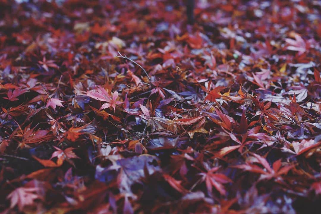 石井寛子さんのインスタグラム写真 - (石井寛子Instagram)「湿度をまとった 朱色の紅葉🍁  空間を身体で感じて 被写体として、味わい 家に帰り、再び、愛でる 　 乾燥した季節が続きます 心にも、潤いを😊  #ママカメラ #ママカメラマン #女性フォトグラファー #portrait #ファインダー越しの私の世界  #紅葉狩り  #もみじ . #autumn  #autumnleaves」11月29日 0時46分 - ishiihiroko