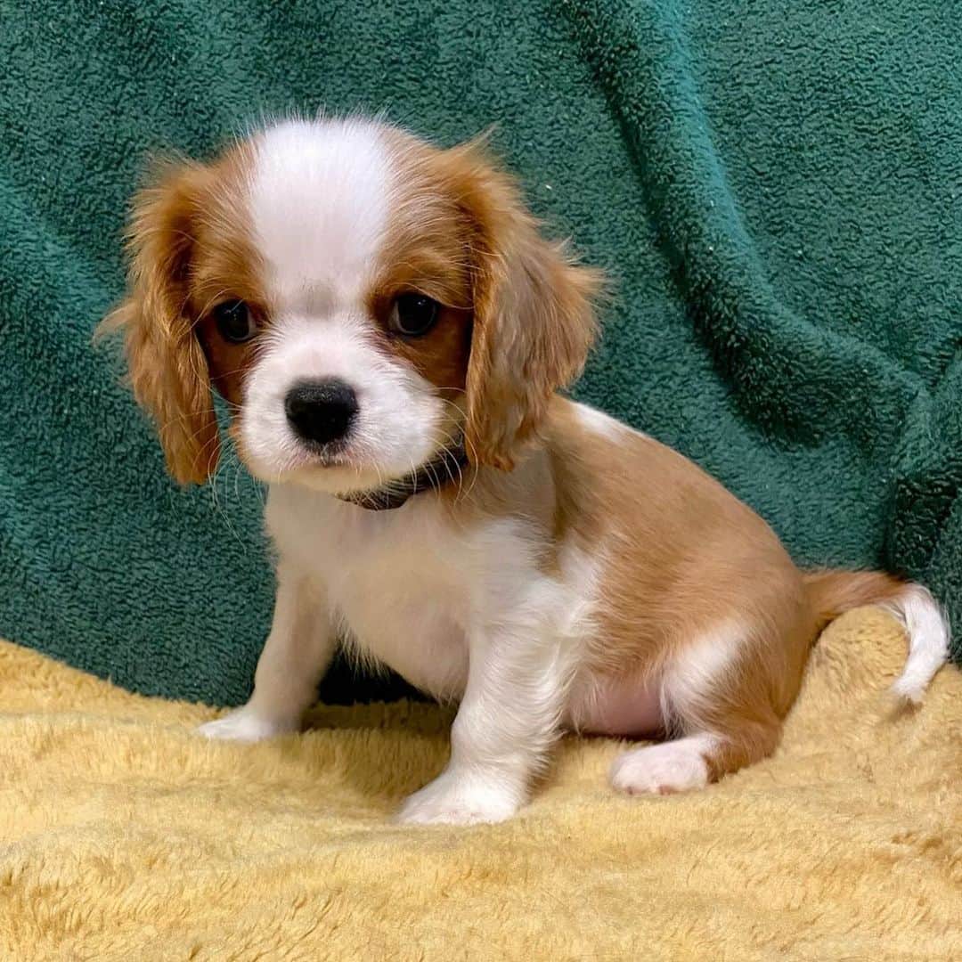 Baby Animalsさんのインスタグラム写真 - (Baby AnimalsInstagram)「Meet Bowie, he’s the cutest King Charles puppy on the planet and wants to share his adventures with you. Follow @cavalierkingbowie to brighten your day🐶🐾」11月28日 16時26分 - thebabyanimals