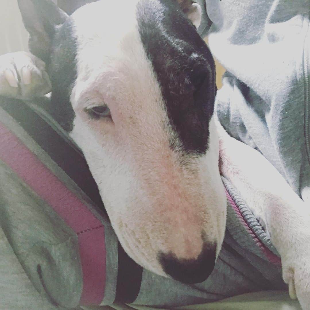 Q太郎さんのインスタグラム写真 - (Q太郎Instagram)「#minituru#bull#terrier#minibullterrier#miniturubullterrier#dog#dogstagram#cute#qtaro#love#family#ミニチュア#ブルテリア#ミニチュアブルテリア#Q太郎」11月28日 16時44分 - qtaro.jun