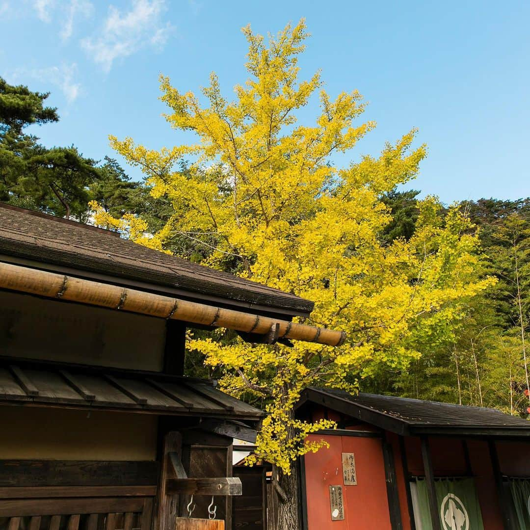 江戸ワンダーランド 日光江戸村のインスタグラム：「・ イチョウ  ginkgo tree 今年も美しい秋でした。This year was also a beautiful autumn. ・ ・ #edo #gototravel #秋の江戸 #紅葉 #いざ江戸へドロン  #edowonderland #江戸ワンダーランド日光江戸村」