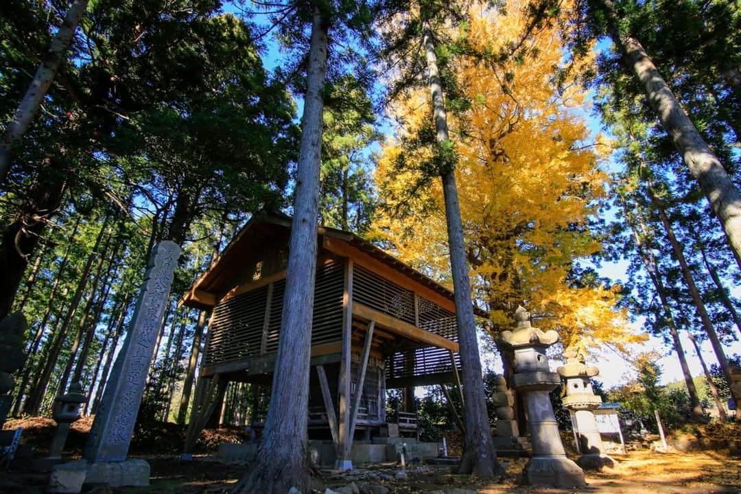のインスタグラム：「【同慶寺のイチョウ】  ここは相馬氏の菩提寺。２代中村藩主義胤（よしたね）の墓堂を、樹高約38mの大イチョウが静かに見守ります。他にも、代々を弔った五輪塔や一族の位牌を納めた霊堂が趣のある境内に佇んでいます。  #同慶寺のイチョウ #南相馬市 #福島県 #minamisomacity #fukushima #traveljapan #futurefromfukushima #ふくしまからはじめよう #新しい生活様式からはじめよう」