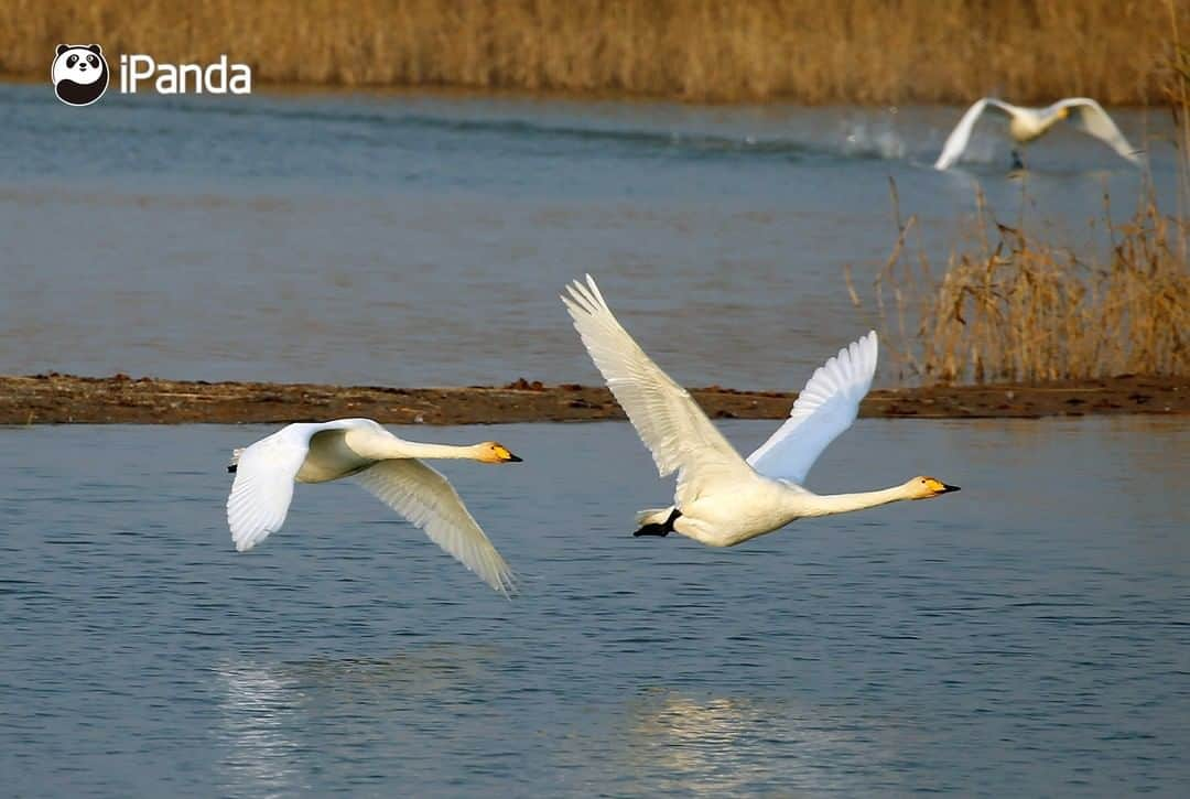 iPandaさんのインスタグラム写真 - (iPandaInstagram)「Every spring and autumn, hundreds of thousands of migratory birds arrive at the Yellow River Delta National Nature Reserve in east China’s Shandong province. A series of wetland protection and restoration measures have been taken at the reserve, making it a perfect habitat for breeding, migration and wintering birds. There are 368 species of birds here, including several rare and endangered bird species such as red-crowned crane, golden eagle and white stork. 🐦 🐦 🐦 #Panda #iPanda #Cute #AGreenerEarth #WildlifeParadise #PandaPic」11月28日 17時30分 - ipandachannel