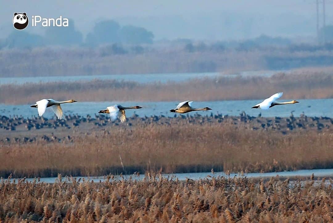 iPandaさんのインスタグラム写真 - (iPandaInstagram)「Every spring and autumn, hundreds of thousands of migratory birds arrive at the Yellow River Delta National Nature Reserve in east China’s Shandong province. A series of wetland protection and restoration measures have been taken at the reserve, making it a perfect habitat for breeding, migration and wintering birds. There are 368 species of birds here, including several rare and endangered bird species such as red-crowned crane, golden eagle and white stork. 🐦 🐦 🐦 #Panda #iPanda #Cute #AGreenerEarth #WildlifeParadise #PandaPic」11月28日 17時30分 - ipandachannel