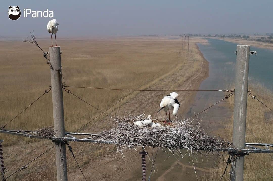 iPandaさんのインスタグラム写真 - (iPandaInstagram)「Every spring and autumn, hundreds of thousands of migratory birds arrive at the Yellow River Delta National Nature Reserve in east China’s Shandong province. A series of wetland protection and restoration measures have been taken at the reserve, making it a perfect habitat for breeding, migration and wintering birds. There are 368 species of birds here, including several rare and endangered bird species such as red-crowned crane, golden eagle and white stork. 🐦 🐦 🐦 #Panda #iPanda #Cute #AGreenerEarth #WildlifeParadise #PandaPic」11月28日 17時30分 - ipandachannel