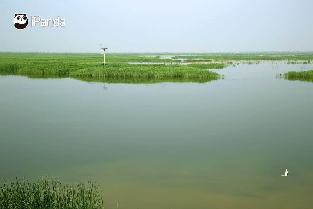 iPandaさんのインスタグラム写真 - (iPandaInstagram)「Every spring and autumn, hundreds of thousands of migratory birds arrive at the Yellow River Delta National Nature Reserve in east China’s Shandong province. A series of wetland protection and restoration measures have been taken at the reserve, making it a perfect habitat for breeding, migration and wintering birds. There are 368 species of birds here, including several rare and endangered bird species such as red-crowned crane, golden eagle and white stork. 🐦 🐦 🐦 #Panda #iPanda #Cute #AGreenerEarth #WildlifeParadise #PandaPic」11月28日 17時30分 - ipandachannel