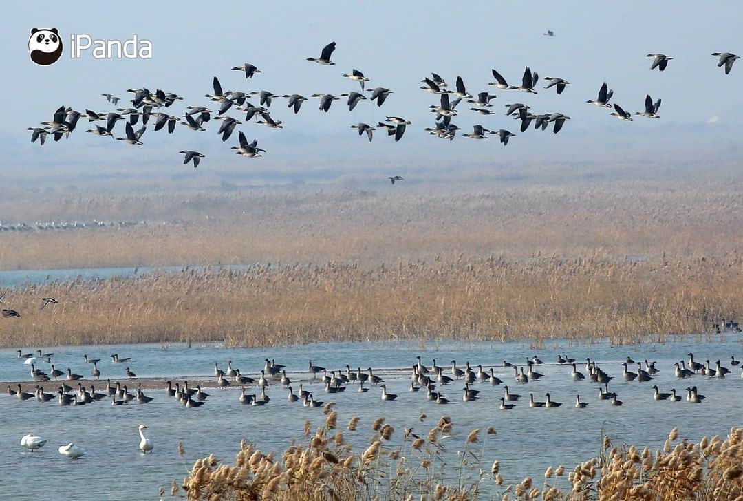 iPandaさんのインスタグラム写真 - (iPandaInstagram)「Every spring and autumn, hundreds of thousands of migratory birds arrive at the Yellow River Delta National Nature Reserve in east China’s Shandong province. A series of wetland protection and restoration measures have been taken at the reserve, making it a perfect habitat for breeding, migration and wintering birds. There are 368 species of birds here, including several rare and endangered bird species such as red-crowned crane, golden eagle and white stork. 🐦 🐦 🐦 #Panda #iPanda #Cute #AGreenerEarth #WildlifeParadise #PandaPic」11月28日 17時30分 - ipandachannel